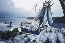 Tarif Kargo Mahal, Eksportir Ikan Ini Kirim Surat ke Susi