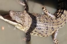 Diserang Buaya 3 Meter, Rusli Melawan dengan Tangan Kosong