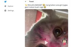 Ramai soal Kucing Makan Buah-buahan, Bolehkah? Ini Penjelasannya