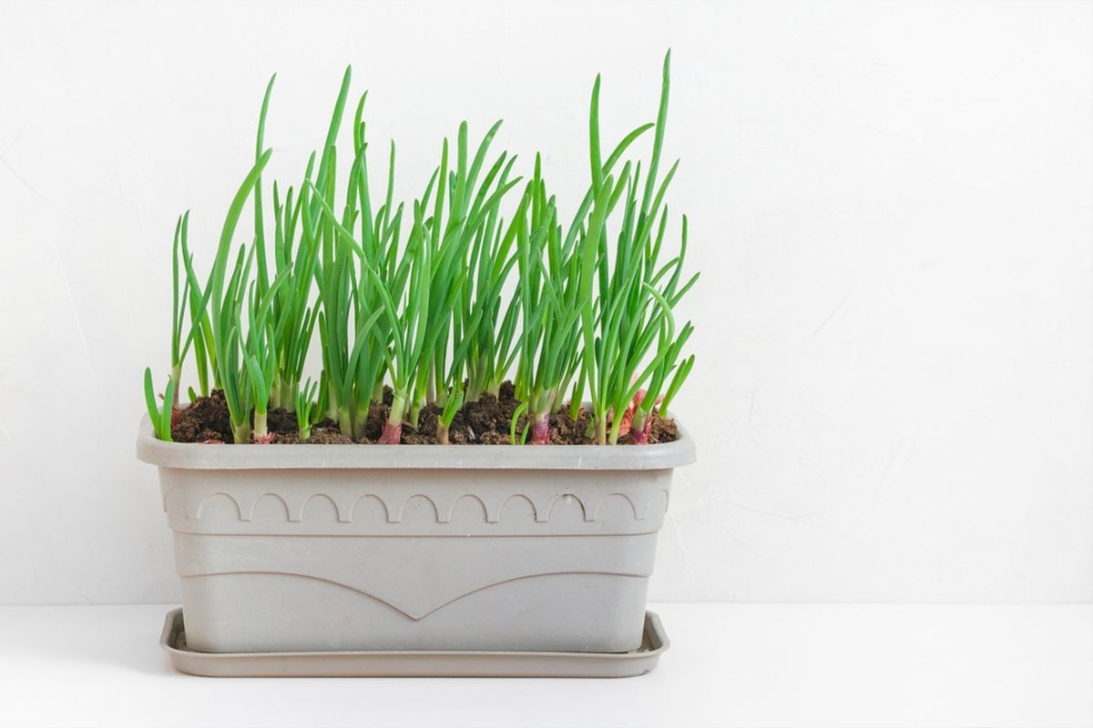 Ilustrasi menanam daun bawang di pot.
