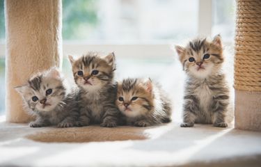 Kenali, Ini Fase Enam Minggu Pertama Kehidupan Anak Kucing