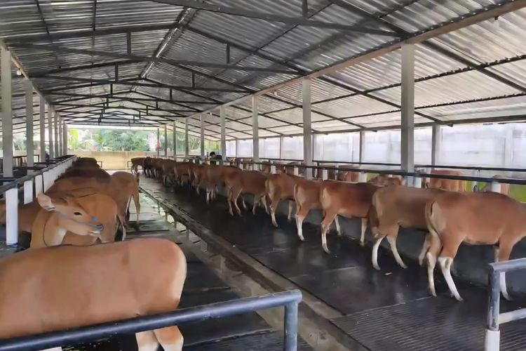 Kuota Pengiriman Sapi dari Bali Ludes Jelang Idul Adha, Pemprov Tambah 9.500 Ekor Lagi