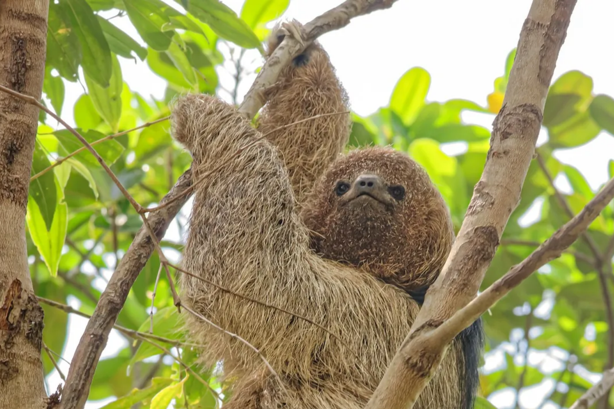 Kungkang surai ditemukan di hutan Atlantik Brasil 