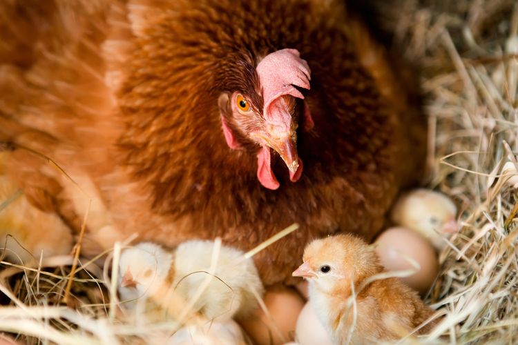 Ilustrasi ayam mengerami telur dan anak ayam.