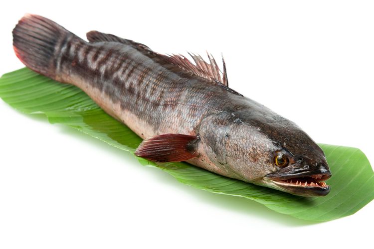 Ilustrasi ikan gabus.