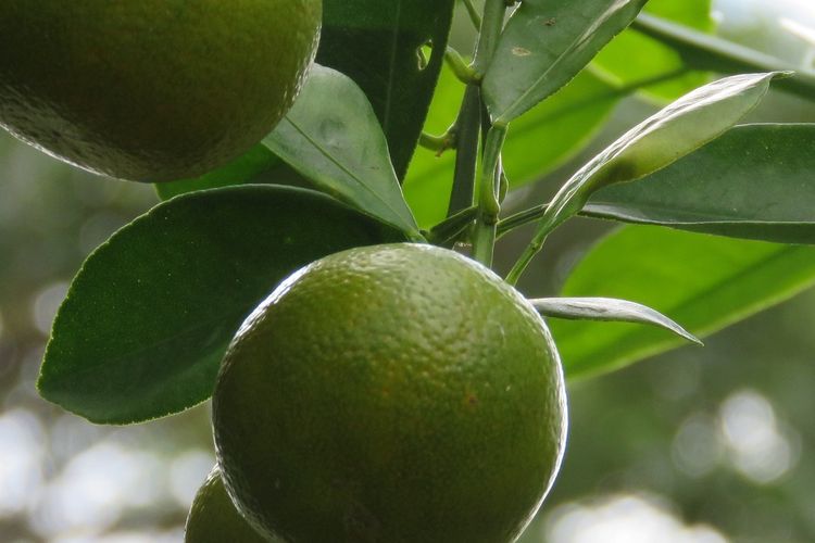 Ilustrasi jeruk nipis, pohon jeruk nipis. 