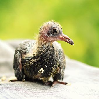 Ilustrasi bayi burung merpati.