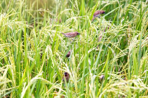 Mudah, Cara Mengusir Burung Pengganggu Tanaman Padi Pakai Jengkol