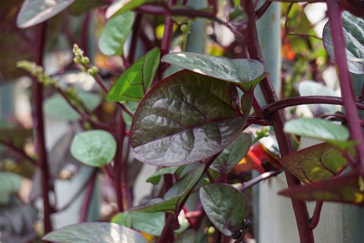 Ilustrasi tanaman binahong (Anredera cordifolia). 