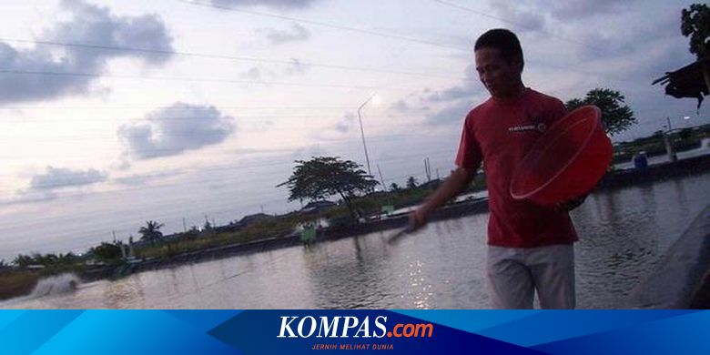 Buntut Konflik Budidaya Udang Di Cpb Lumpuh