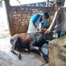 72 Sapi Terjangkit PMK di Lamongan Mulai Pulih