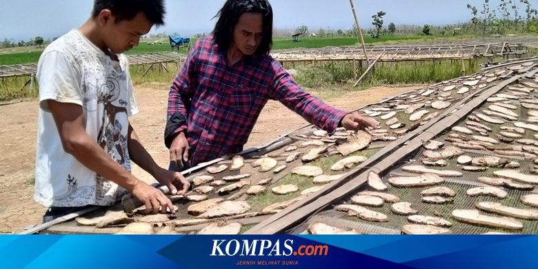 Mengenal Porang Tanaman Yang Bikin Banyak Petani Jadi Miliarder Halaman All Kompas Com