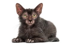 Mengenal Kucing Lykoi, Ras Unik yang Punya Penampilan seperti "Werewolf"