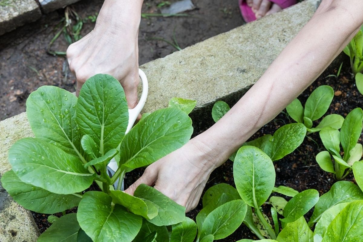 Ilustrasi menanam sawi hijau atau caisim. 