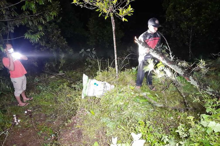 Pohon pinus tumbang yang menimpa Arjo Sukiban, warga Desa Tawang Rejo. Korban sedang mencari rumput dibawah pohon pinus ketika hujan lebat disertai angin kencang melanda daerah tersebut.