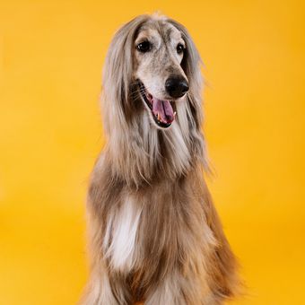 Ilustrasi anjing Afghan hound.