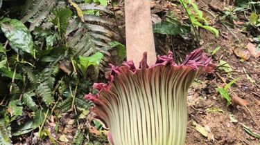 Bunga Bangkai Raksasa di Kebun Raya Bogor Mekar Hari Ini