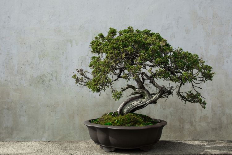 Ilustrasi tanaman bonsai