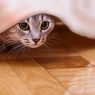 5 Tempat Persembunyian Kucing di Dalam Rumah