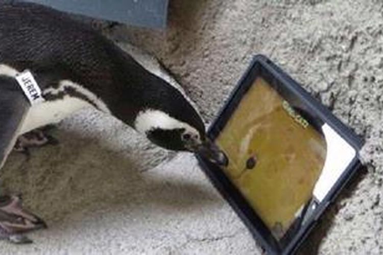 Jeremy, penguin di kebun binatang California, bermain iPad. 