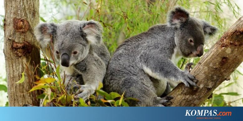 Liburan Sekolah Bertemu Koala Di Singapura