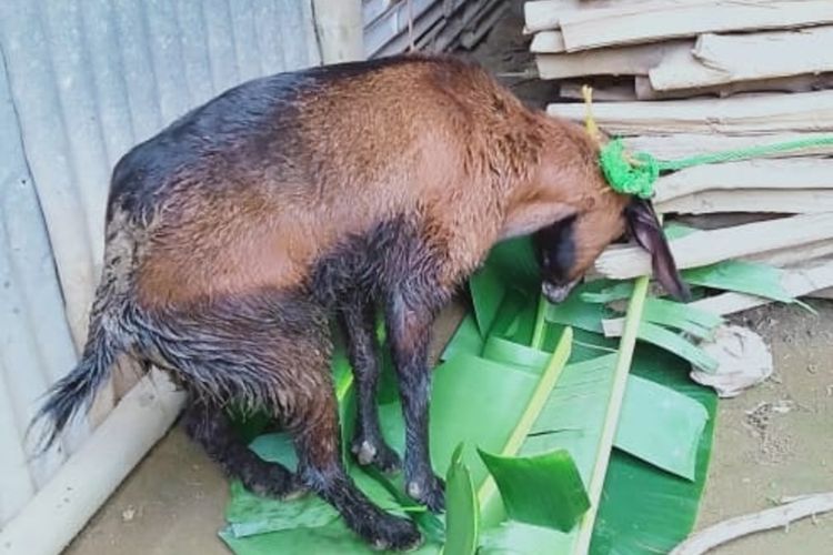 Kambing yang ditemukan masih hidup di lokasi longsor Candirejo, Semin, Gunungkidul, DI Yogyakarta