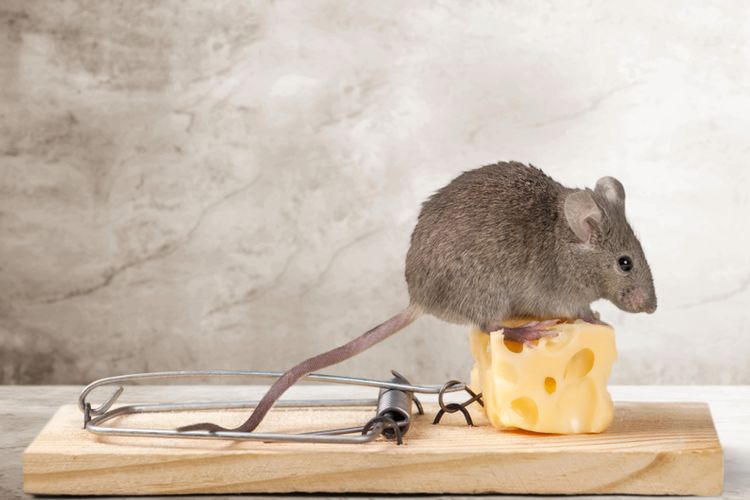 Ilustrasi keju untuk perangkap tikus. 