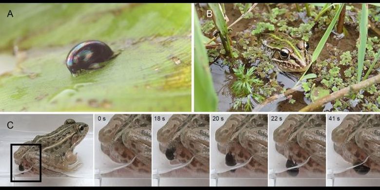 Gambar menunjukkan kumbang air mampu meloloskan diri dan keluar melalui anus setelah dimakan katak.