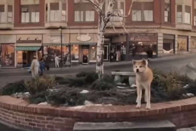 Salah satu cuplikan film Hachiko ketika anjing ini menunggu kepulangan Parker di stasiun.