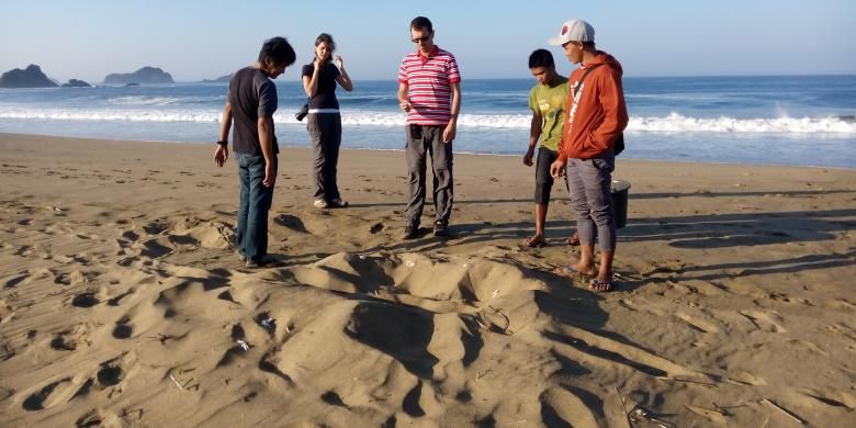 Wisatawan sedang mengamati sarang penyu di pantai Sukamade, Banyuwangi, Jatim.