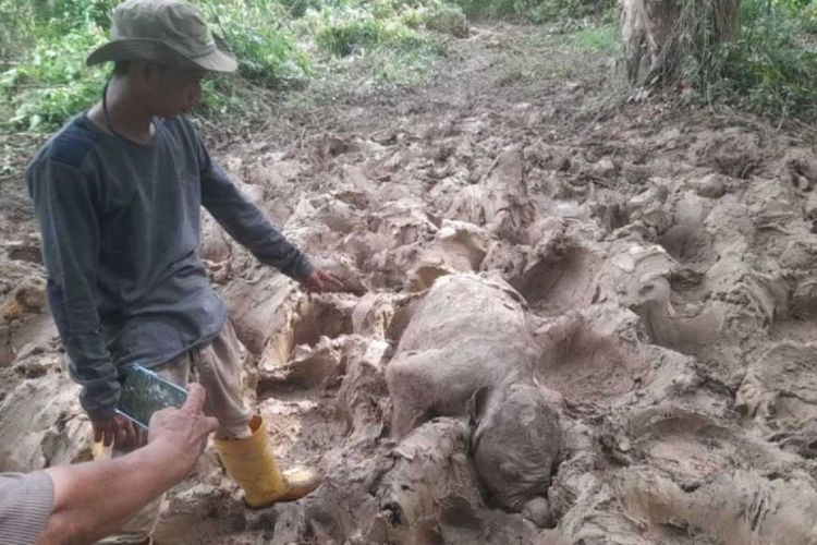 Anak Gajah Sumatera Ditemukan Mati di Aceh Timur, BKSDA Ungkap Dugaan Penyebab