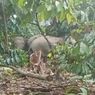 Kawanan Gajah Liar Rusak Kebun Kopi Milik Warga di Lampung Barat