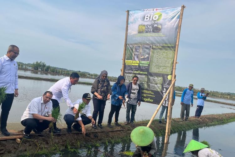 PGN Kembangkan Minapadi Salin di Batang, Targetkan Padi 7 Ton per Hektare