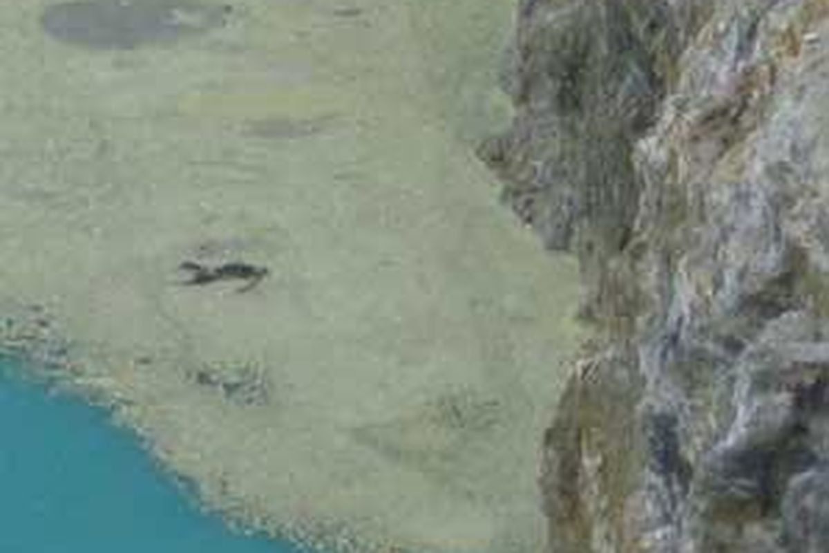 Mayat Arnoldus Yansen Sepe (tengah, posisi terlentang, kepala mengarah ke dinding tebing), ditemukan mengapung di salah satu permukaan air kawah Danau Kelimutu yang berwarna hijau muda, di Kabupaten Ende, Flores, NTT, Sabtu (27/12). Korban meninggalkan rumah hari Rabu (10/12), dan baru ditemukan mayatnya Jumat (26/12) lalu oleh tim Balai Taman Nasional (BTN) Kelimutu.    