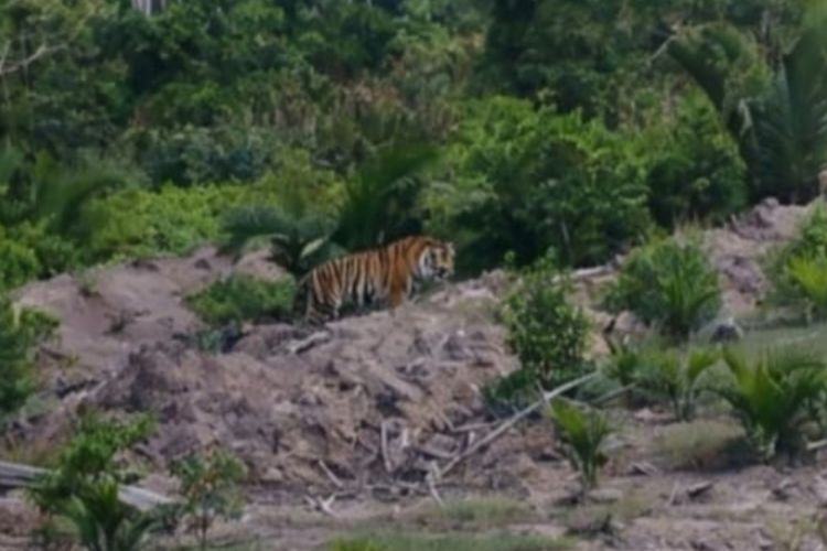 Harimau Teror Warga Inhil Riau, BBKSDA Sarankan Warga Buat Meriam Spirtus