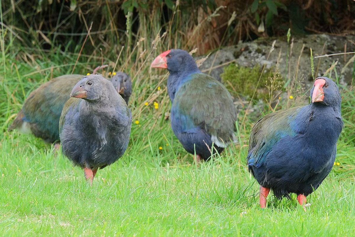 Takahe, burung yang sempat dinyatakan punah, tetapi berhasil ditemukan kembali 50 tahun kemudian