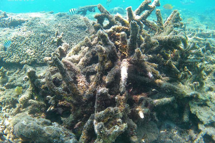 Terumbu karang di Perairan Pasir Putih Situbondo Jawa Timur tercemar zat kandungan kaporit.