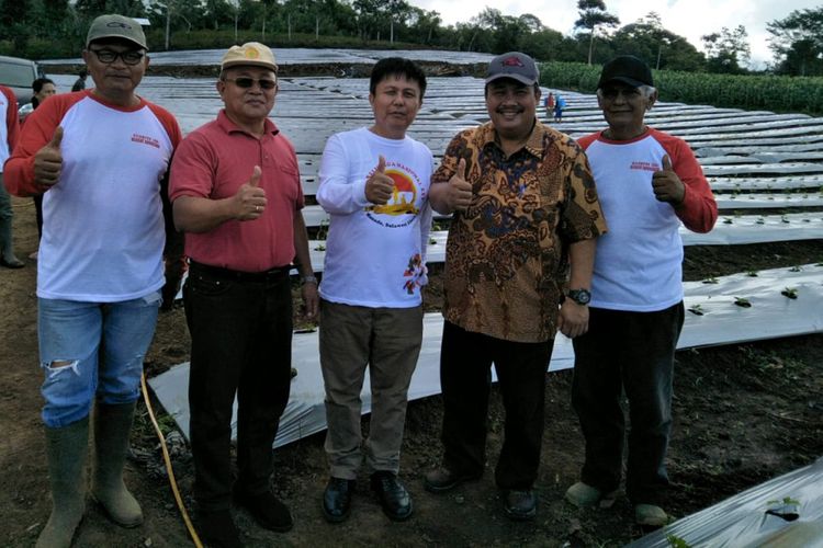 Pertanian bawang putih di Minahasa, Sulawesi Utara