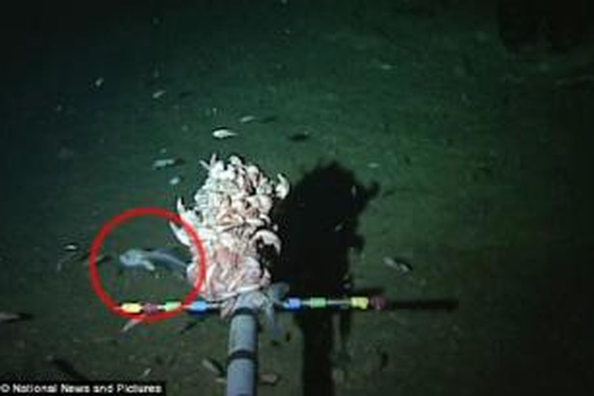 Ikan yang diduga snailfish (dalam lingkaran merah) ditemukan pada kedalaman 8.145 meter di bawah permukaan laut, di Palung Mariana. Ikan itu dinobatkan sebagai spesies ikan dengan habitat terdalam di Bumi. 