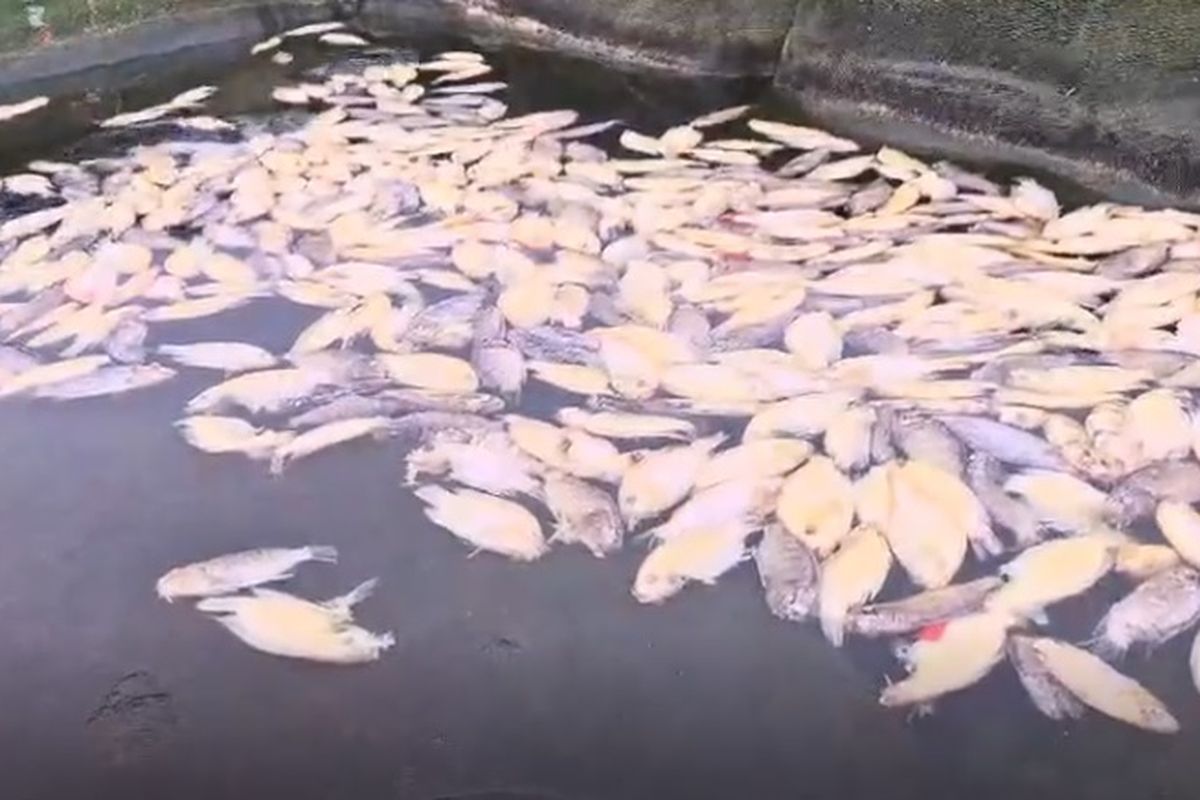Ribuan ikan nila di Telaga Ngebel, Kabupaten Ponorogo, dilaporkan mati sejak Jumat (31/1/2025). Matinya ribuan ikan di Telaga Ngebel diduga pengaruh belerang di dasar telaga yang terpengaruh dengan tiupan angin dingin yang kencang melanda Kabupaten Ponorogo akhir-akhir ini.