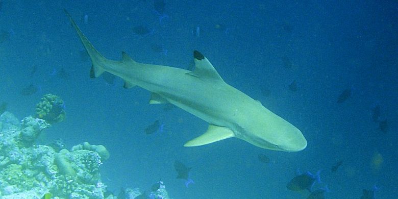 Hiu karang sirip hitam (Carcharhinus melanopterus).