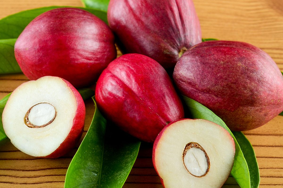 Ilustrasi mahkota dewa, buah mahkota dewa, biji mahkota dewa yang memiliki banyak manfaat untuk kesehatan. 