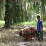 Petani Ungkap Momok Peremajaan Sawit