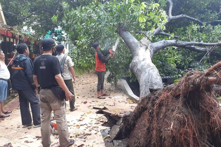 Pohon Sritanjung di Taman Sritanjung, Kabupaten Banyuwangi, Jawa Timur, roboh terkena hujan dan angin kencang Selasa (18/1/2022). Dok TRC BPBD Banyuwangi 