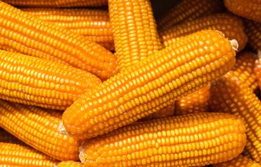 Ilustrasi efek samping jagung.