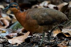 Setya Novanto Hadiri dan Sambut Bahlil di Peresmian Lapangan Padel di Kantor Partai Golkar