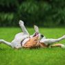 4 Hal yang Membuat Anjing Senang Berguling-guling di Rumput