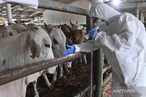 743 Hewan Ternak di Kota Tangerang Terjangkit PMK, Terbanyak di Cipondoh