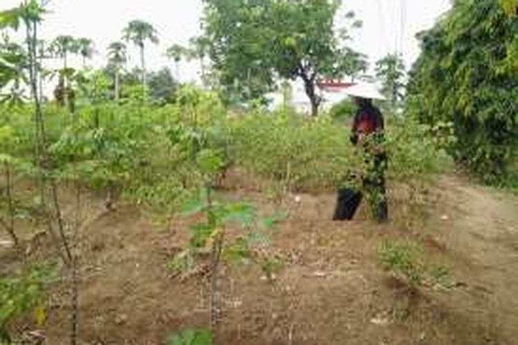 Petani cabai di Kendal lebih memilih menanam padi.