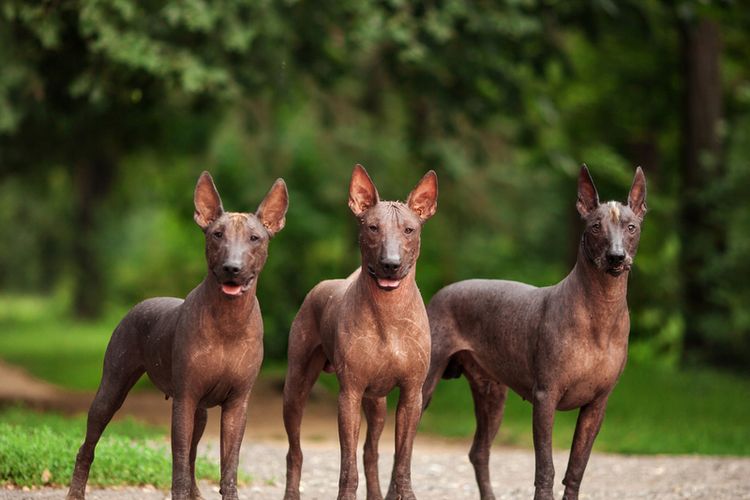 Ilustrasi anjing Xoloitzcuintli. 